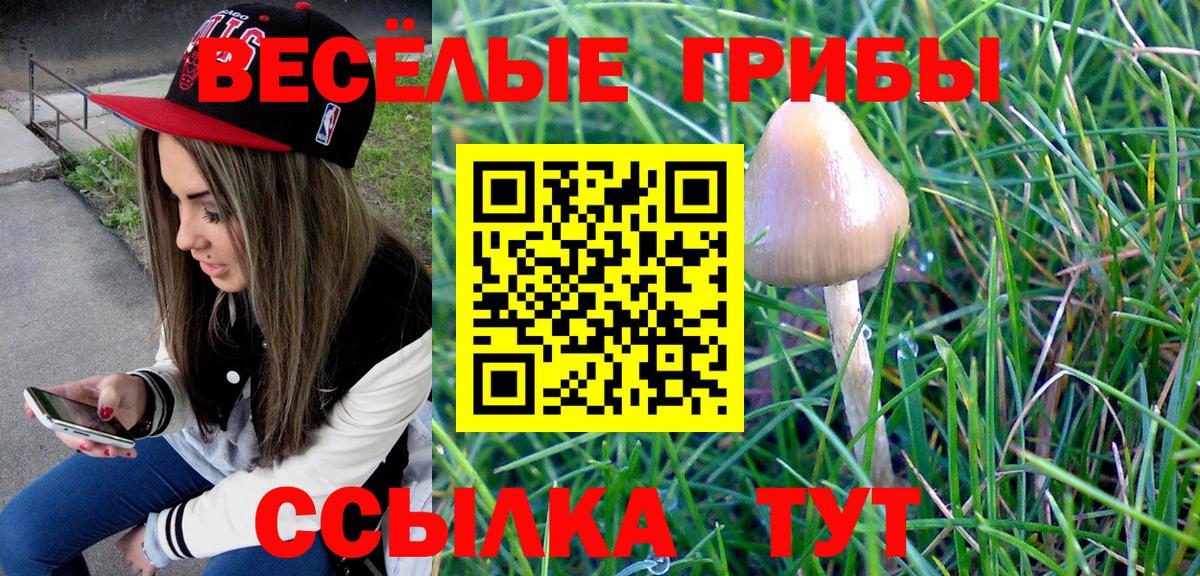 Псилоцибиновые грибы Psilocybe Уссурийск